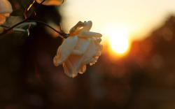 Flower bud sunset