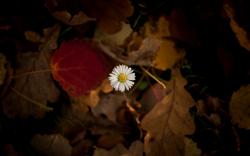 Flower Chamomile Leaves Autumn HD Wallpaper