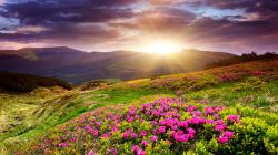 Sunset In Flower Field | 1920 x 1080 | Download | Close