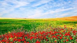 Awesome Flower Field Wallpaper Download Computer