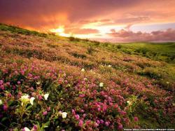 flower field, wallpaper, desktop, background, summer, download, nature, image