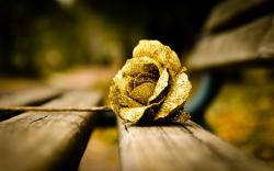 Flower Gold Rose Mood