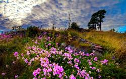 Amazing Flower Meadow 20393