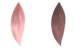 Texture for flower petal particles. Front and back.