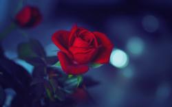 Flower Red Rose Night