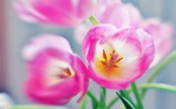 Tulips Flowers Macro Wallpapers Flowers Million Wallpapers Samsung Galaxy Note