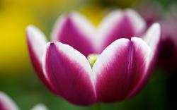 Flower Tulip Macro Close-Up