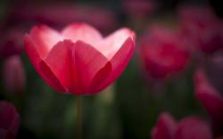 Flower Tulip Red Focus