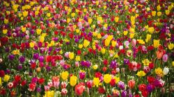 tulips-flower-wallpaper-1920x1080-1155 (Flower Wallpapers in 1920×1080
