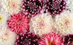 beautiful flower wallpaper pics Wallpaper