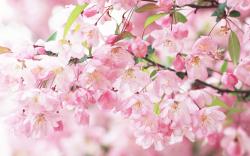Pink Flowers Tumblr Hd Images 3 HD Wallpapers