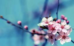 cherry-blossom-flower-wallpaper