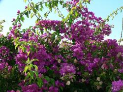 File:Bush with purple flowers.jpg