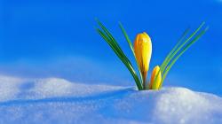 Flowers In Snow