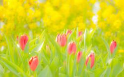 Flowers Pink Tulips Nature