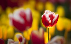 Focus Tulips Flowers Blur