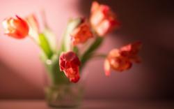 Flowers Tulips Light Vase