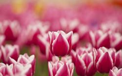 Flowers Tulips Pink White Spring