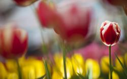 Flowers Tulips Red and White Focus