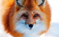 Fluffy fox