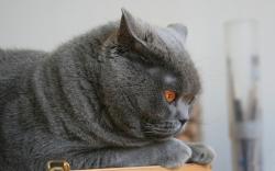 Fluffy grey cat