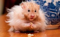 Fluffy hamster