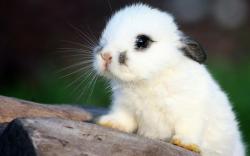 Fluffy White Bunny