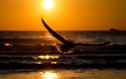 Flying bird in sunset