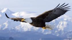 Eagle Flying Wallpapers