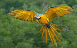 Flying Macaw Parrot