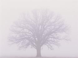 Burr-oak-misty-fog