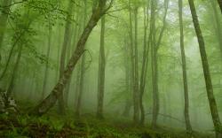 Foggy mystic forest