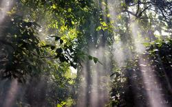 Foggy Rainforest