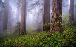 Foggy redwoods