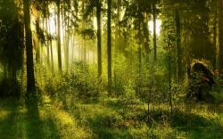 Forest Backgrounds 18578