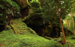 Stairs Moss Forest Wallpapers