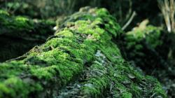 Forest Moss