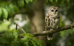 Forest Nature Branch Owl Bird HD Wallpaper
