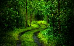 forest path nature beautiful image