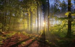 Autumn Forest Sun Rays Windows 8 Wallpaper (click to view)