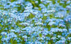 Forget me not field
