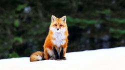 Cute Orange Fox Res: 1920x1080 HD / Size:162kb. Views: 29061