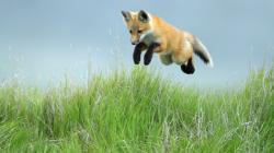 Foxes Leaping Red Fox Pup, Saskatchewan Animals Wallpapers and photos