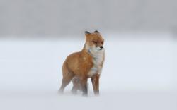 Fox snowstorm