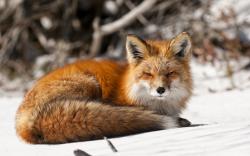 Fox winter