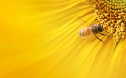 bee-flower-wallpaper-free-image_167031