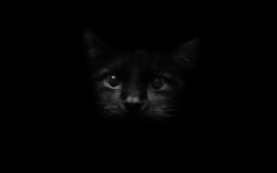 Black Cat HD Wallpapers (1)