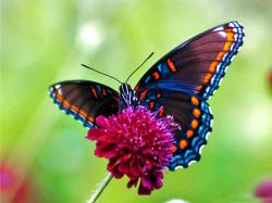 Butterfly Wallpaper 710 Images Free