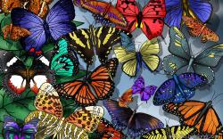 Butterfly Wallpapers 55