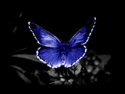 Download free butterfly pictures hd wallpaper